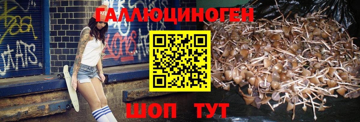 Псилоцибиновые грибы Cubensis  Балтийск 